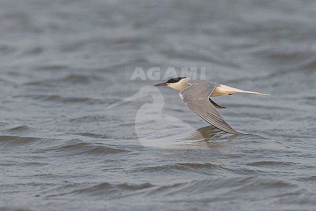 Common Tern (Sterna hirundo) in adult summer plumage in flight. stock-image by Agami/David Monticelli,