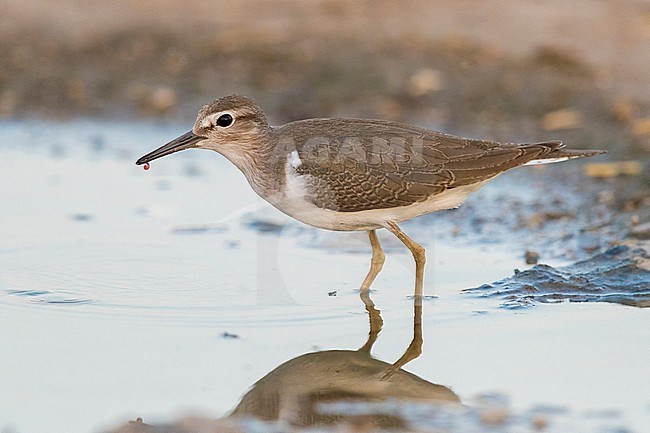 Common Sandpiper (Actitis hypoleucos), side view of a juvenile standing in a pond, Campania, Italy stock-image by Agami/Saverio Gatto,