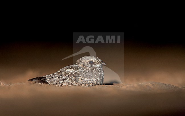 Nubian Nightjar (Caprimulgus nubicus tamaricis) just south of the Dead Sea in Israel. Resting in the sand at night. stock-image by Agami/Marc Guyt,