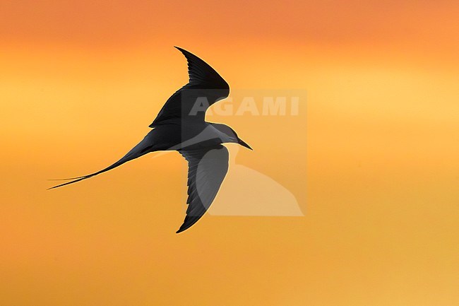 Flying adult Arctic Tern (Sterna paradisaea) in breeding plumage in Iceland during spring. In flight against a stunning colored sky. stock-image by Agami/Daniele Occhiato,