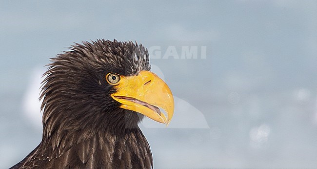 Volwassen Steller-zeearend close-up, Adult Stellers Sea-eagle close-up stock-image by Agami/Markus Varesvuo,