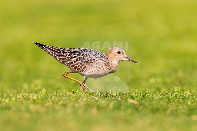 First-winter Buff-breasted Sandpiper (Calidris subruficollis), walking over grassfield and foraging during autumn on a Golf Course on Lanzarote, Canary Islands, Spain in September. stock-image by Agami/Rafael Armada,