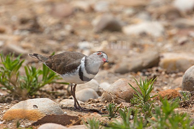 Adulte Driebandplevier, Adult Three-banded Plover stock-image by Agami/Wil Leurs,