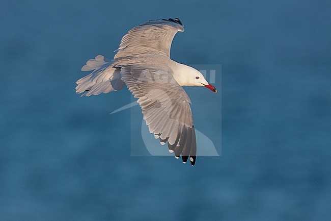 Audouins Meeuw, Audouin's Gull; Ichthyaetus audouinii, Spain (Mallorca), adult stock-image by Agami/Ralph Martin,