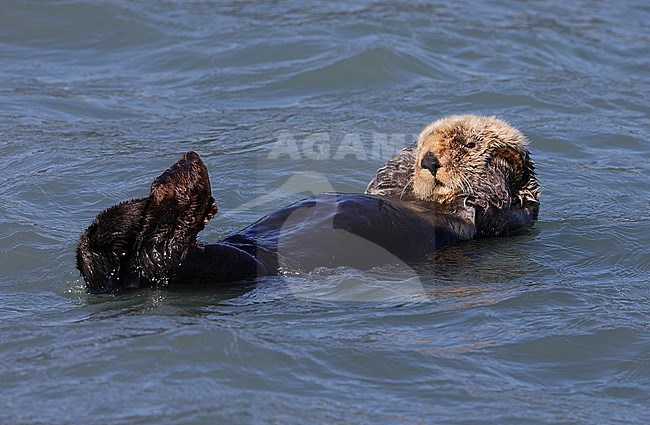 sea otter (Enhydra lutris)  taken the 22/06/2022 at Seaward - Alaska - USA stock-image by Agami/Aurélien Audevard,