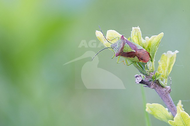 Acanthosoma haemorrhoidale - Hawthorn shield bug - Wipfel-Stachelwanze, Germany (Baden-Württemberg), imago stock-image by Agami/Ralph Martin,