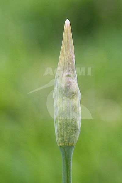 honey garlic flower buds stock-image by Agami/Wil Leurs,