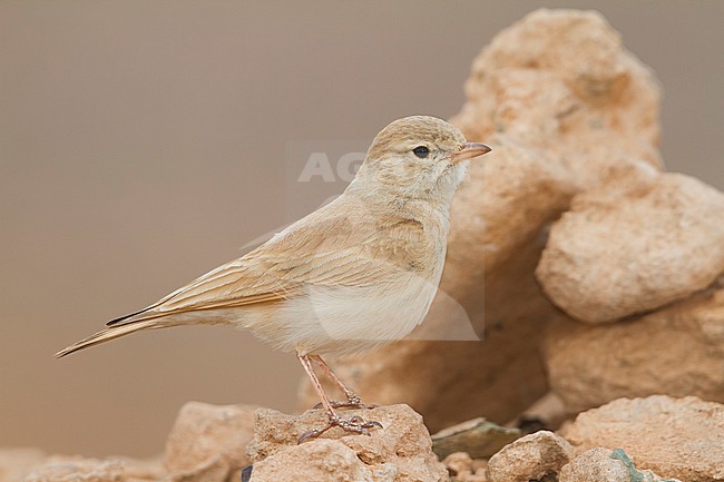 Bar-tailed Desert Lark (Ammomanes cincturus); Morocco, adult stock-image by Agami/Ralph Martin,
