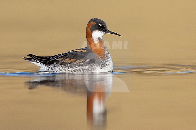 Red-necked Phalarope  (Phalaropus lobatus), side view of an adult female swimming, Western Region, Iceland stock-image by Agami/Saverio Gatto,