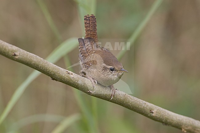 Winter Wren perched, Winterkoning zittend stock-image by Agami/Daniele Occhiato,