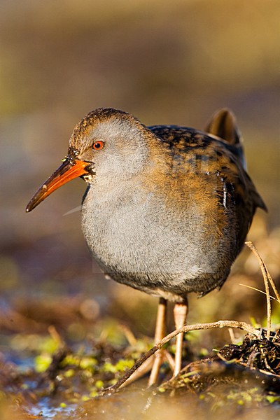 Waterral foeragerend in moeras; Water Rail foraging in marsh stock-image by Agami/Menno van Duijn,