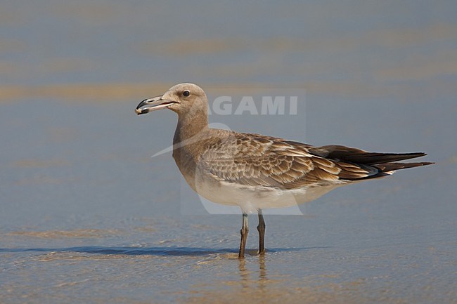 Juveniele Hemprichs Meeuw op het strand; Juvenile Sooty Gull on the beach stock-image by Agami/Daniele Occhiato,