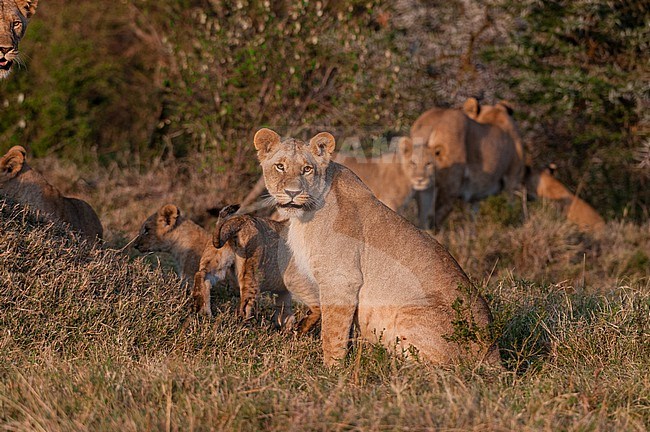 A lioness, Panthera leo, with cubs in warm sunlight. Masai Mara National Reserve, Kenya. stock-image by Agami/Sergio Pitamitz,