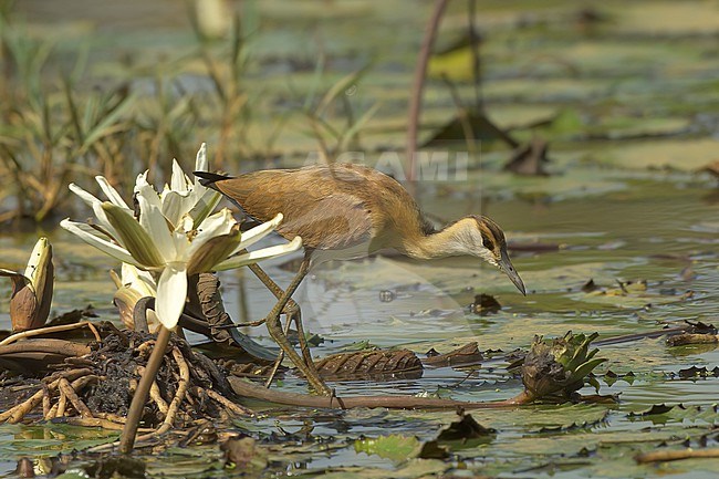 African Jacana (Actophilornis africanus), side view of a juvenile bird close to a waterlily flover in Gambia, Africa stock-image by Agami/Kari Eischer,