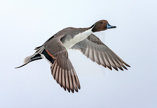 Wintering Northern Pintail (Anas acuta) along the coast of Hokkaido in Japan. Male in flight. stock-image by Agami/Marc Guyt,