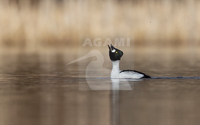 Common Goldeneye (Bucephala clangula) adult male showing courtship behaviour on a lake in Gribskov, Denmark stock-image by Agami/Helge Sorensen,