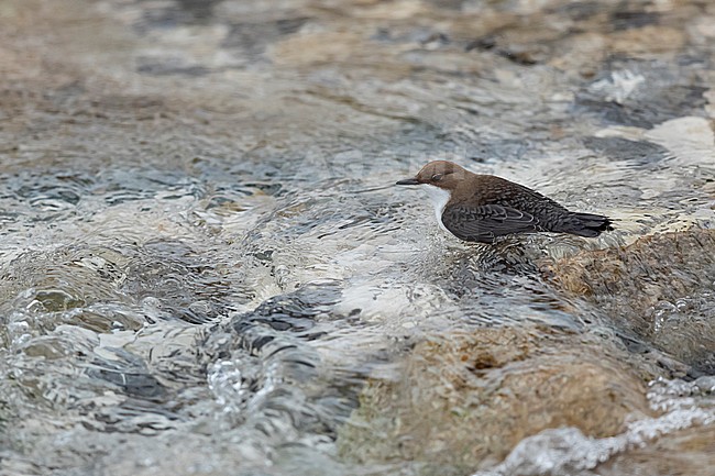 White-throated Dipper (Cinclus cinclus aquaticus) feeding in a alpine Rivulet in Bavaria, Germany. Feathers show its water repellent characteristics. stock-image by Agami/Mathias Putze,