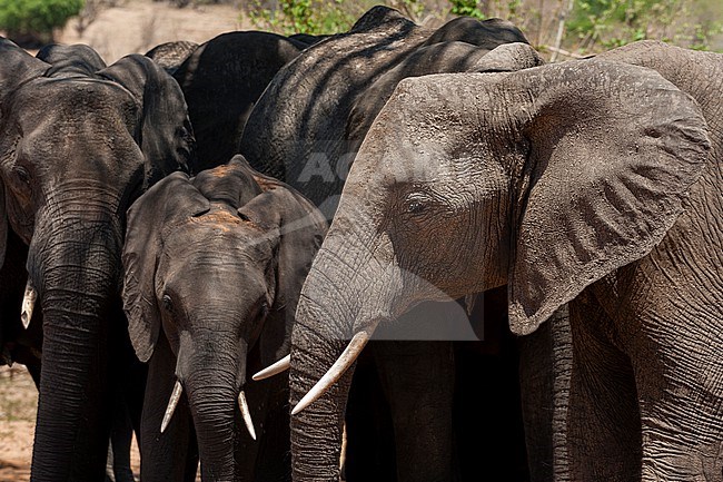 An African elephant calf, Loxodonta africana, protected by the females of a breeding herd. Chobe National Park, Botswana. stock-image by Agami/Sergio Pitamitz,