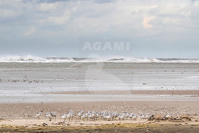 A group of Sanderling (Calidris alba) is huddeling together batteling a sand storm on the beach of Texel. stock-image by Agami/Jacob Garvelink,