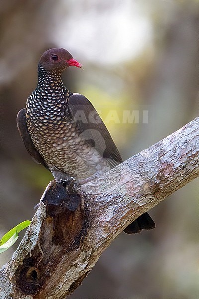 Scaled Pigeon (Patagioenas speciosa) perched on a branch in a tropical rainforest in Guatemala. stock-image by Agami/Dubi Shapiro,