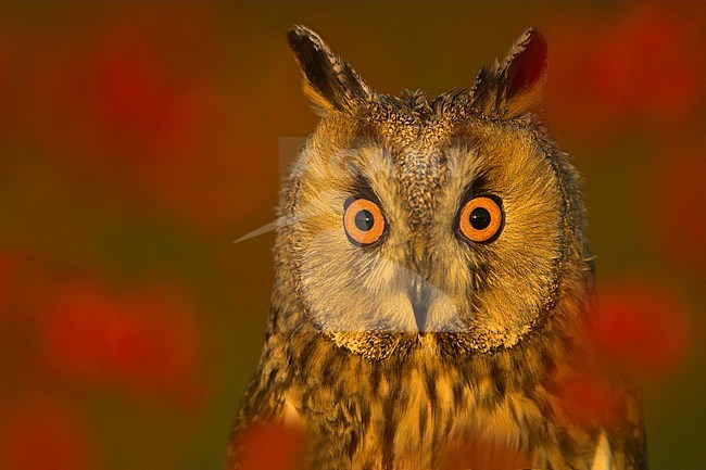 Ransuil, Long-eared Owl stock-image by Agami/Danny Green,