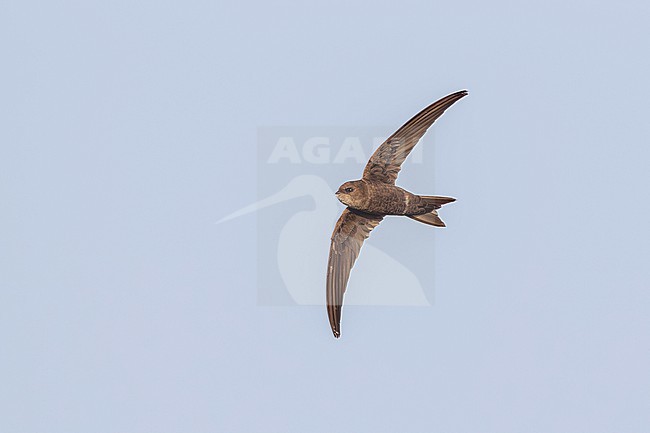 Cape Verde Swift (Apus alexandri) flying over Praia cliffs, Santiago, Cape Verde. stock-image by Agami/Vincent Legrand,
