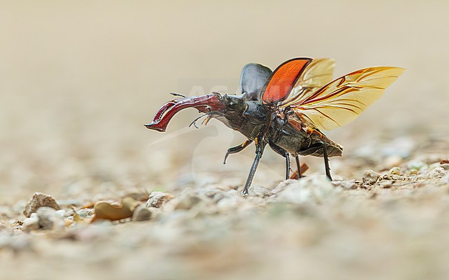 Stag beetle (Lucanus cervus) on the road, about to fly, with wings open stock-image by Agami/Lennart Verheuvel,
