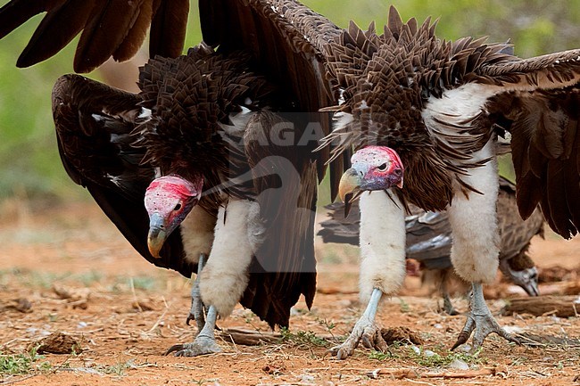 Lappet-faced vulture (Torgos tracheliotos), two adults displaying, Mpumalanga, South Africa stock-image by Agami/Saverio Gatto,