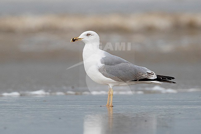 Yellow-legged Gull (Larus michahellis), side view of a third winter individual standing on the shore, Campania, Italy stock-image by Agami/Saverio Gatto,