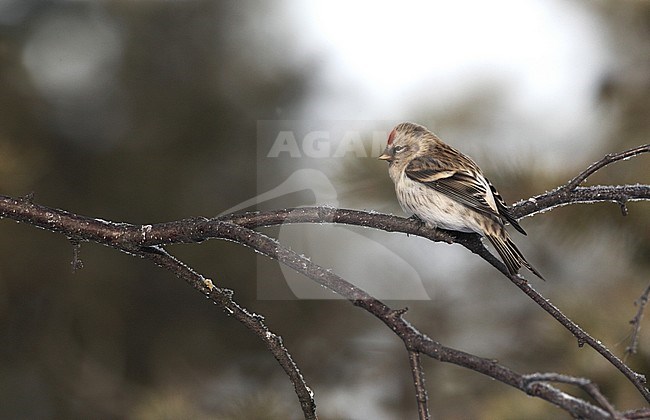 Arctic Redpoll, Acanthis hornemanni exilipes, at Kaamanen, Ivalo, Finland stock-image by Agami/Helge Sorensen,
