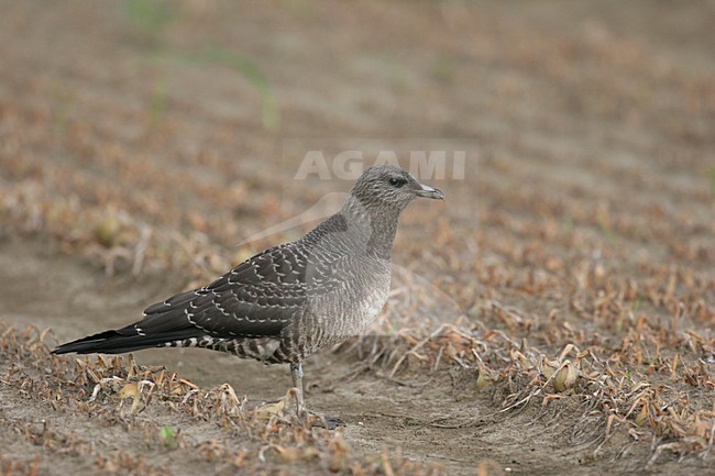 Long-tailed Skua immature standing, Kleinste Jager onvolwassen staand stock-image by Agami/Chris van Rijswijk,