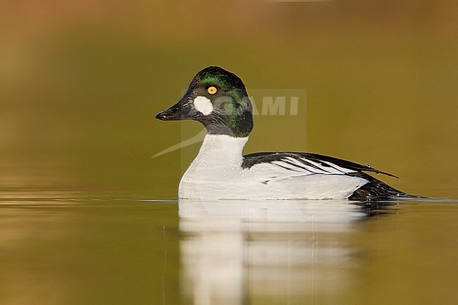 Common Goldeneye (Bucephala clangula) swimming on a pond near Victoria, BC, Canada. stock-image by Agami/Glenn Bartley,
