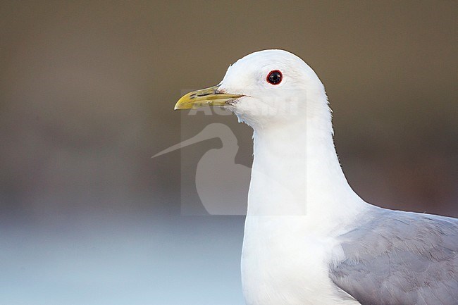 Adult Common Gull (Larus canus canus) in Germany. stock-image by Agami/Ralph Martin,