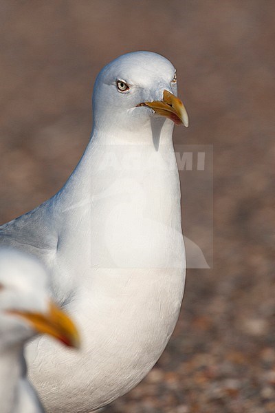 Vertical portrait of an adult European Herring Gull (Larus argentatus) on Texel in the Netherlands, with its mate on the foreground. stock-image by Agami/Marc Guyt,