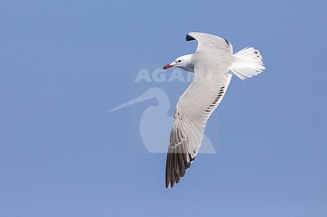 Immature (4 cy) Audouin's Gull (Ichthyaetus audouinii) flying against a blue sky as background in Southern France. stock-image by Agami/Sylvain Reyt,