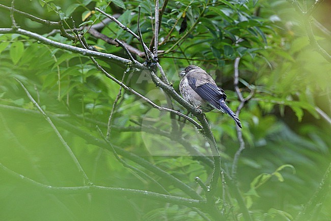 Brown Bullfinch (Pyrrhula nipalensis) in Tibet. Perched in a tree. stock-image by Agami/James Eaton,