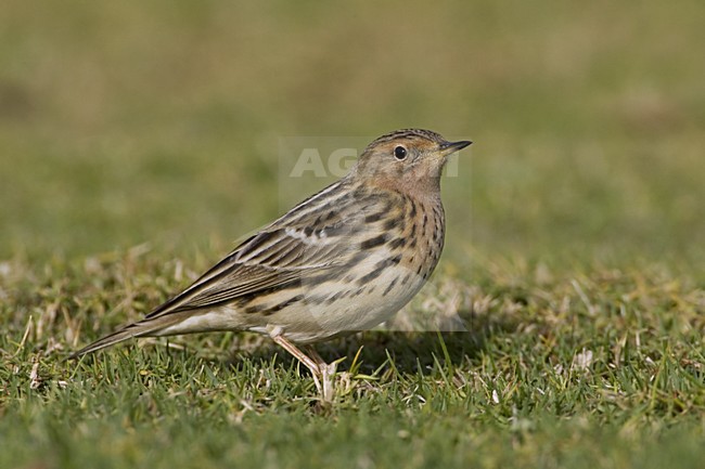Red-throated Pipit adult standing; Roodkeelpieper volwassen staand stock-image by Agami/Daniele Occhiato,