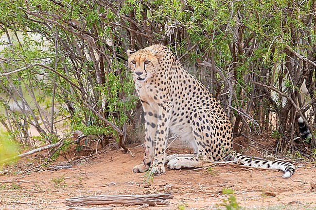 Cheetah (Acinonyx jubatus), adult female standing under a bush, Mpumalanga, South Africa stock-image by Agami/Saverio Gatto,