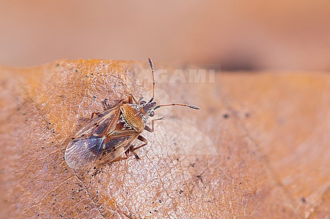 Kleidocerys resedae - Birch catkin bug - Birkenwanze, Germany (Baden-Württemberg), imago stock-image by Agami/Ralph Martin,