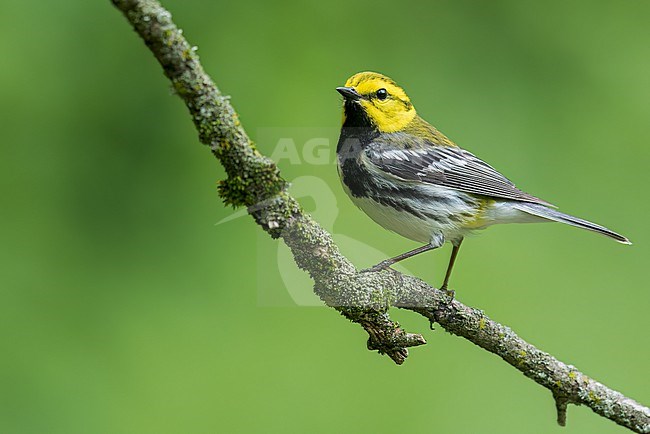 Adult male Black-throated Green Warbler (Dendroica virens) perched on a branch in  Ontario, Canada stock-image by Agami/Glenn Bartley,