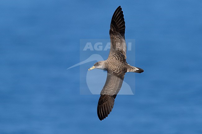 Scopoli's Shearwater, Calonectris diomedea, flying over the sea off the coast in Italy. stock-image by Agami/Daniele Occhiato,
