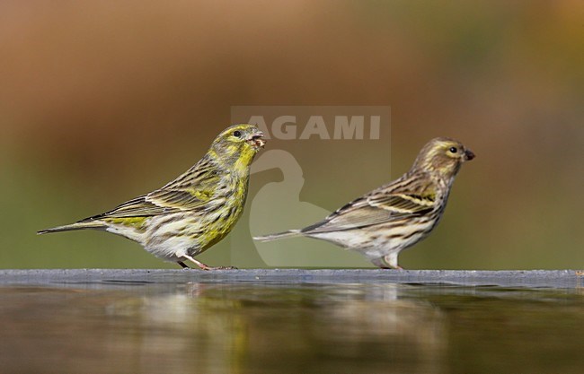 Europese Kanarie bij drinkplaats; European Serin at drinking place stock-image by Agami/Markus Varesvuo,