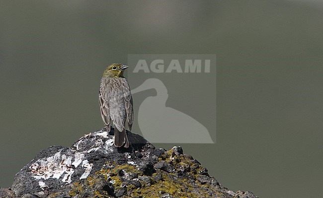 Adult male Cinererous Bunting (Emberiza cineracea cineracea) perched on a rock on Lesbos in Greece. stock-image by Agami/Helge Sorensen,