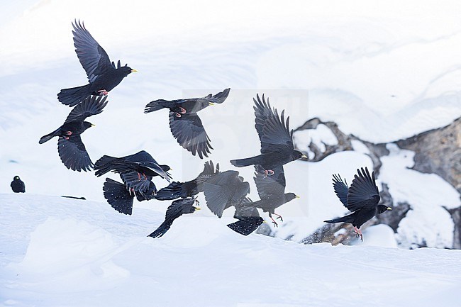 Alpine Chough (Pyrrhocorax graculus) in flight in the snow stock-image by Agami/Ralph Martin,