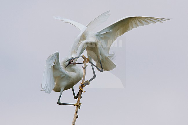 Vechtende Kleine Zilverreiger in kolonie; Little Egrets fighting in colony stock-image by Agami/Daniele Occhiato,