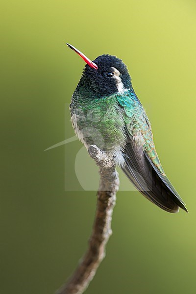 White-eared Hummingbird (Hylocharis leucotis) perched on a branch in Oaxaca, Mexico. stock-image by Agami/Glenn Bartley,