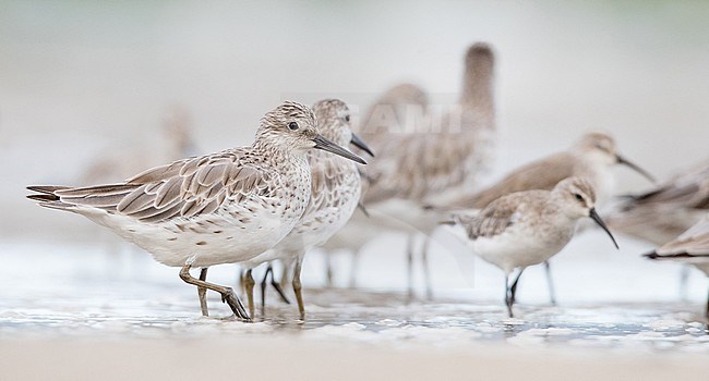 Great Knot (Calidris tenuirostris) wintering in Cairns Esplanade (southern end) in Queensland, Australia. stock-image by Agami/Ian Davies,