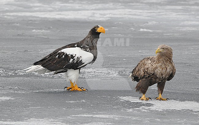 The Steller's Sea Eagle (Haliaeetus pelagicus) is one of the most impressive birds on our planet. It breeds in eastern Russia and winters in Russia, Korea and Japan. This photo is taken at Hokkaido, Japan, where large flocks of birds feed off the floating ice. stock-image by Agami/Eduard Sangster,