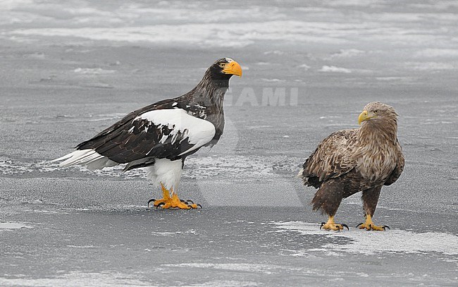  stock-image by Agami/Eduard Sangster,