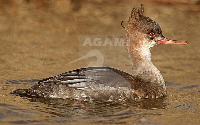 Red-breasted Merganser (Mergus serrator), adult female swimming in winterplumage (black mask), seen from the side. stock-image by Agami/Fred Visscher,